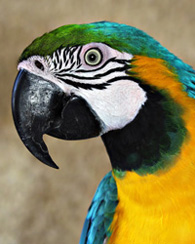 Amazonas Díszállat Kereskedés Székesfehérvár, Papagáj kép 1.