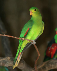 Amazonas Díszállat Kereskedés Székesfehérvár, Papagáj kép 2.