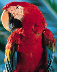 Amazonas Díszállat Kereskedés Székesfehérvár, Papagáj kép 3.